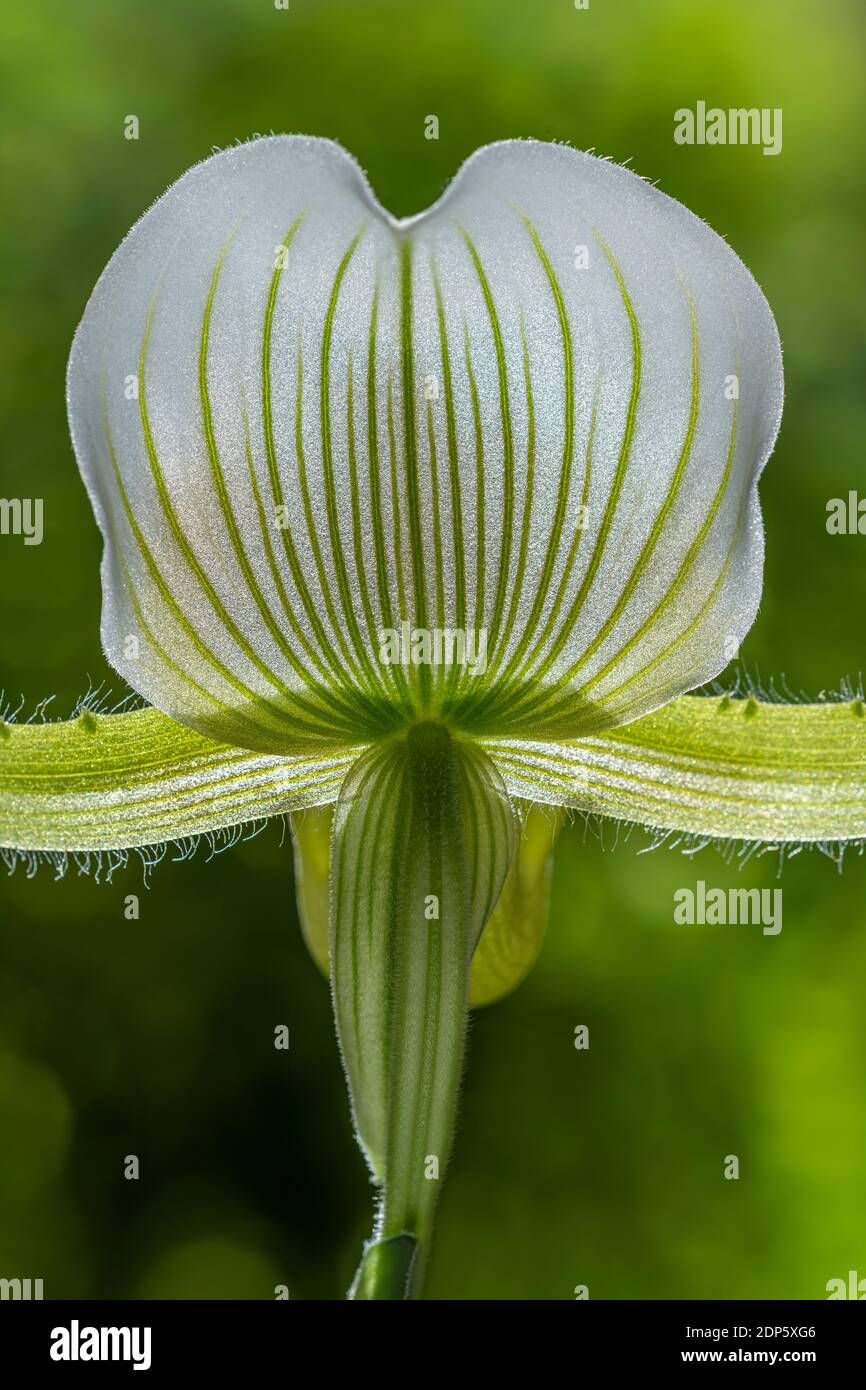 Paphiopedilum Maudiae `Femma` slipper orchid Stock Photo